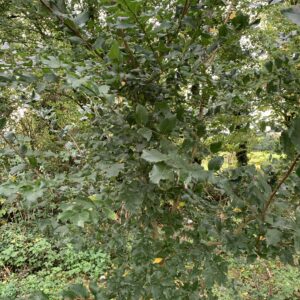 Orme champêtre - (Ulmus minor)