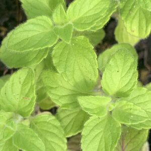 Calament népéta - (Clinopodium nepeta)