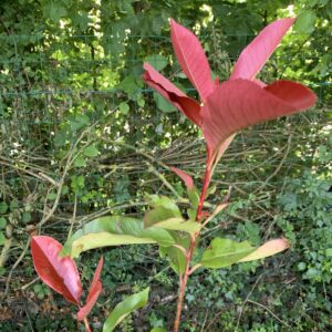 Photinia de Fraser "Camilvy" - (Photinia x fraseri)