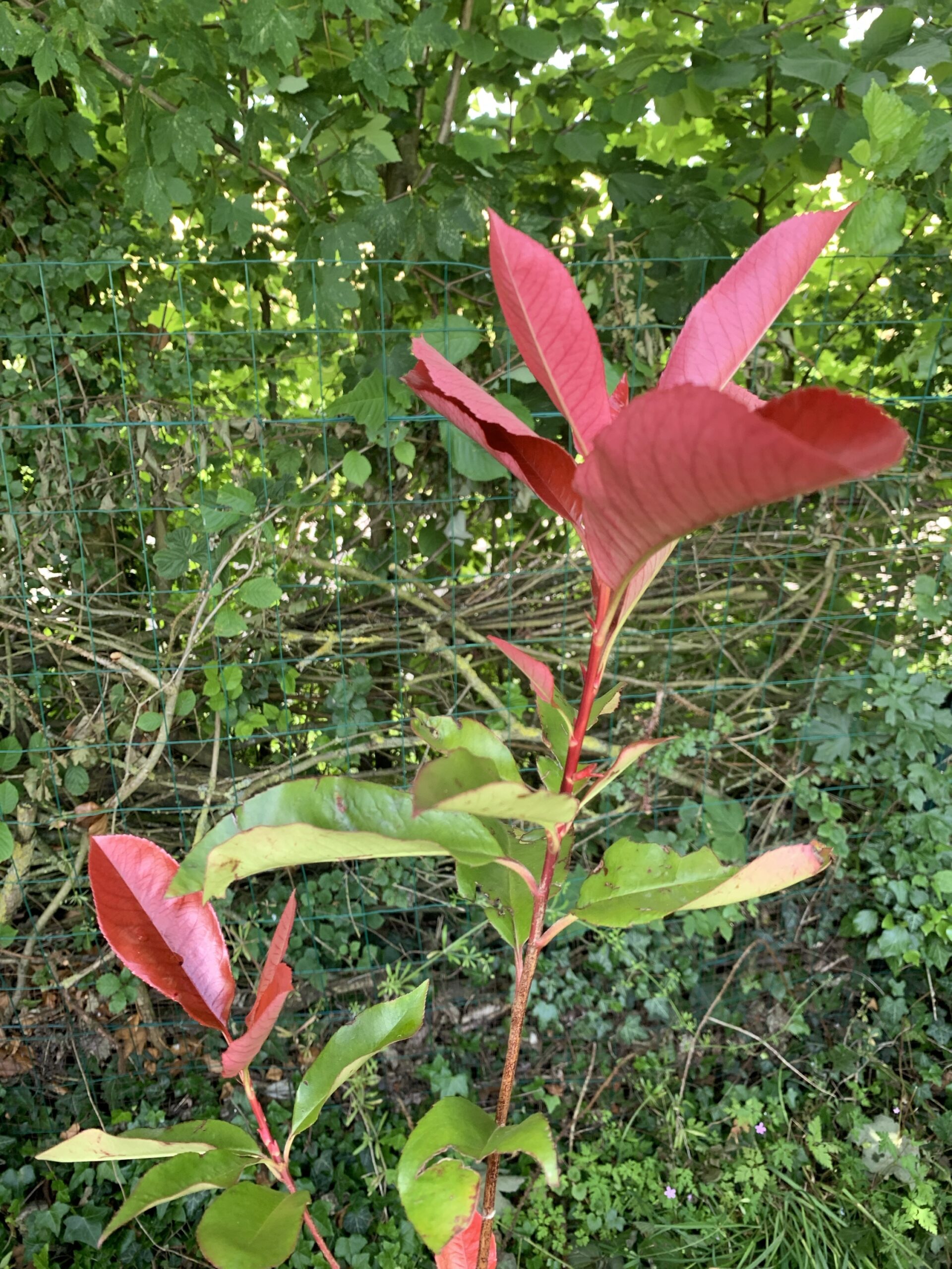 Photinia de Fraser "Camilvy" - (Photinia x fraseri)