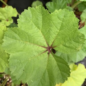 Grande mauve - (Malva sylvestris)
