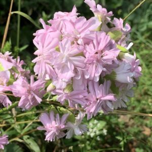 Saponaire officinale "Rosea plena" - (Saponaria officinalis)