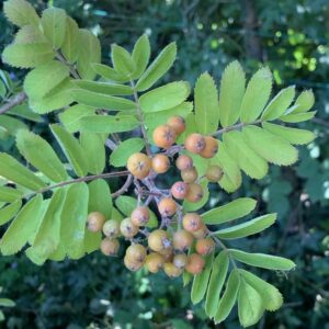 Sorbier des oiseaux - (Sorbus aucuparia)