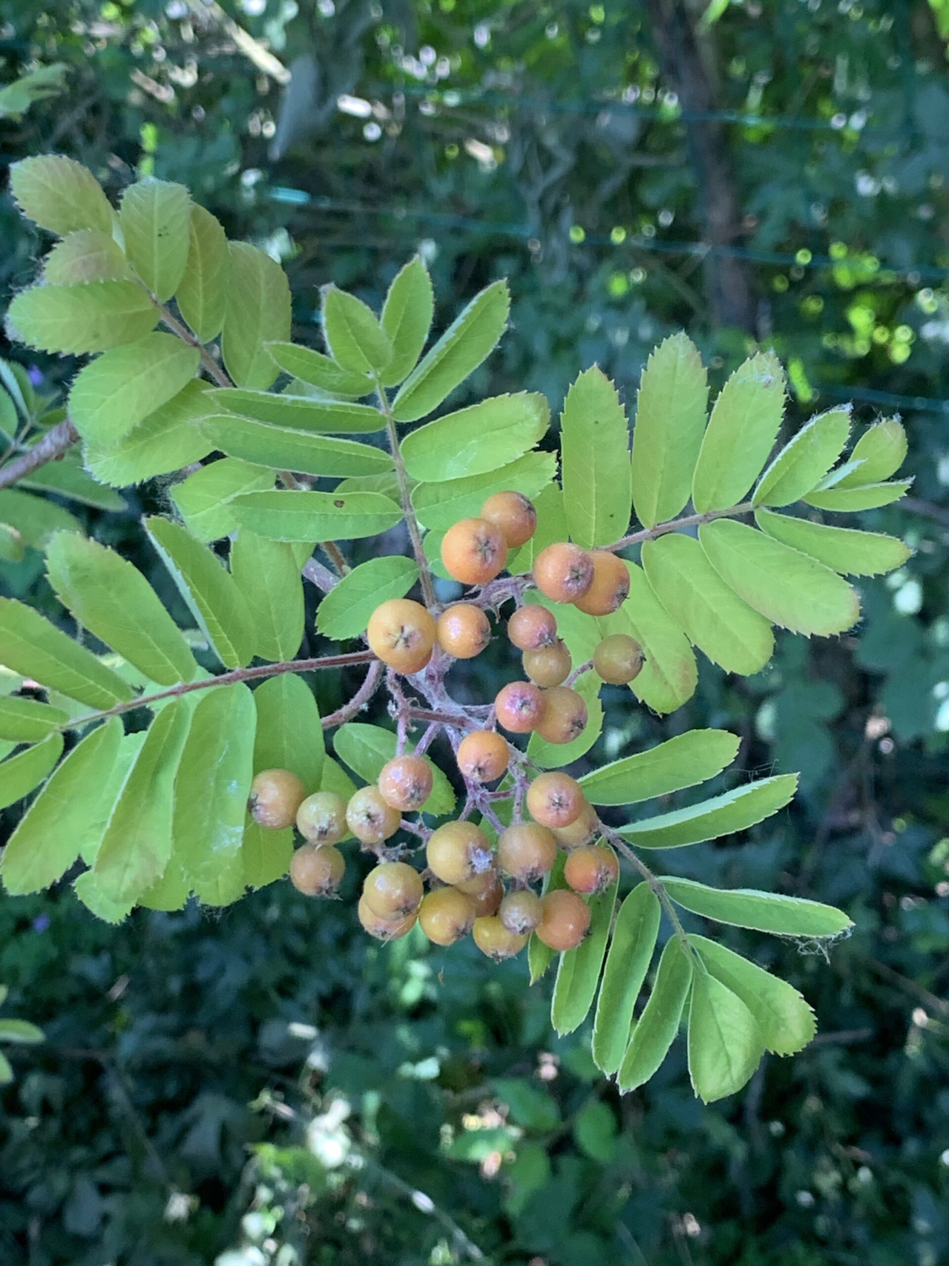 Sorbier des oiseaux - (Sorbus aucuparia)