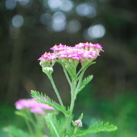 Achillée millefeuille "Cerise Queen"- (Achillea millefolium)