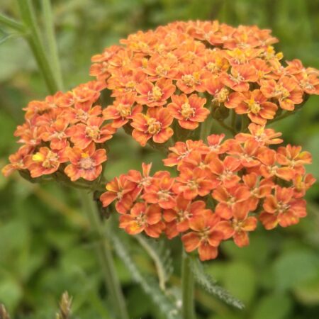 Achillée millefeuille "Terra Cotta"- (Achillea millefolium)