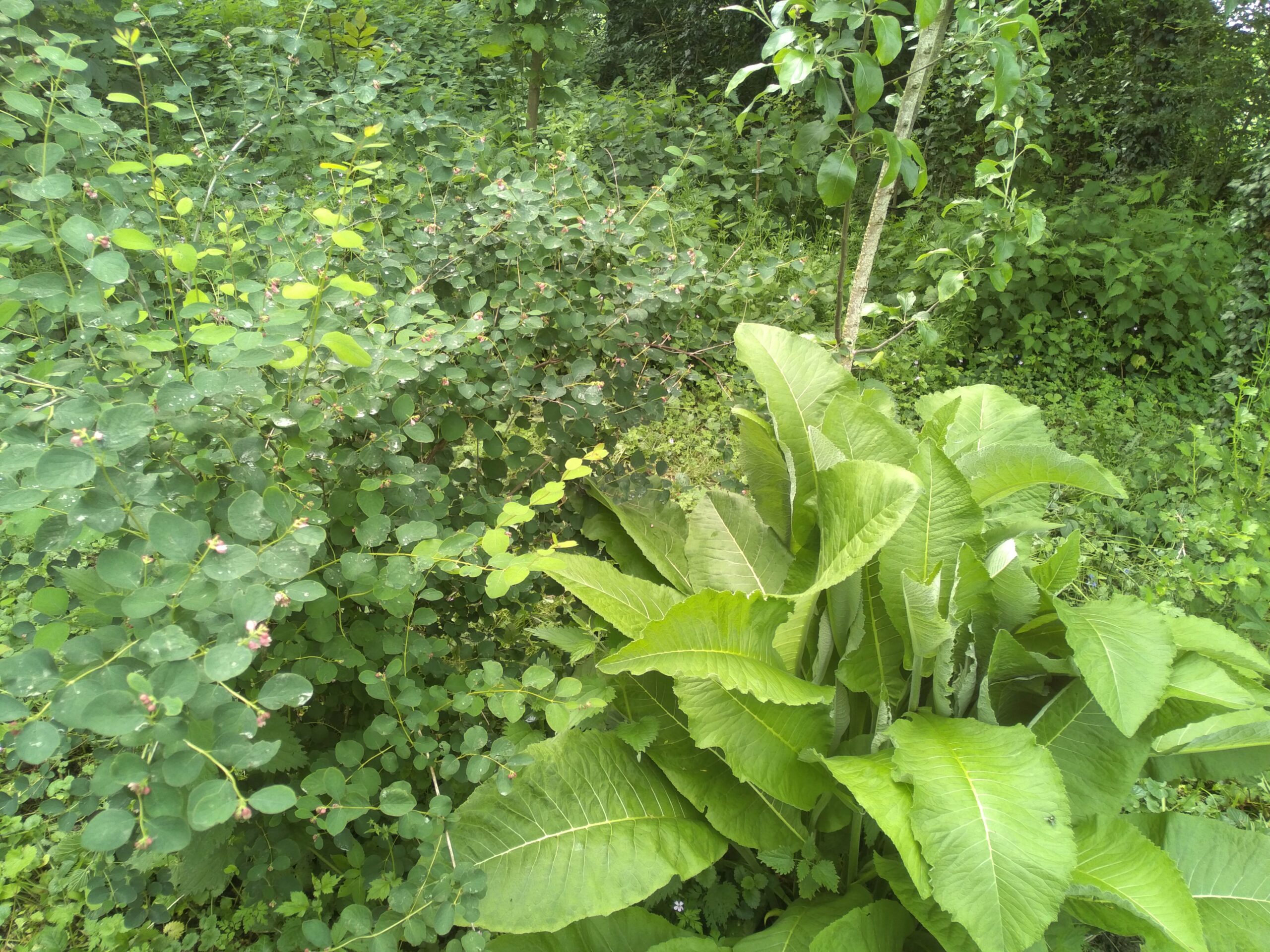 Aunée officinale - (Inula helenium) – Image 3
