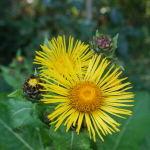 Aunée officinale - (Inula helenium)
