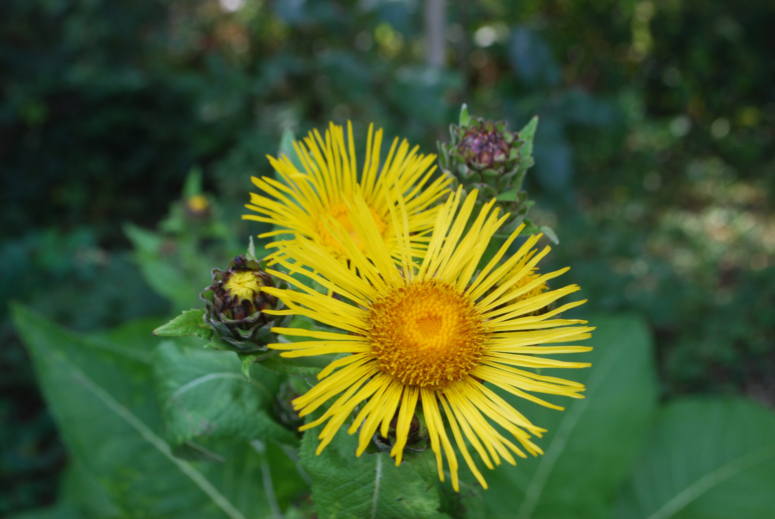 Aunée officinale - (Inula helenium)
