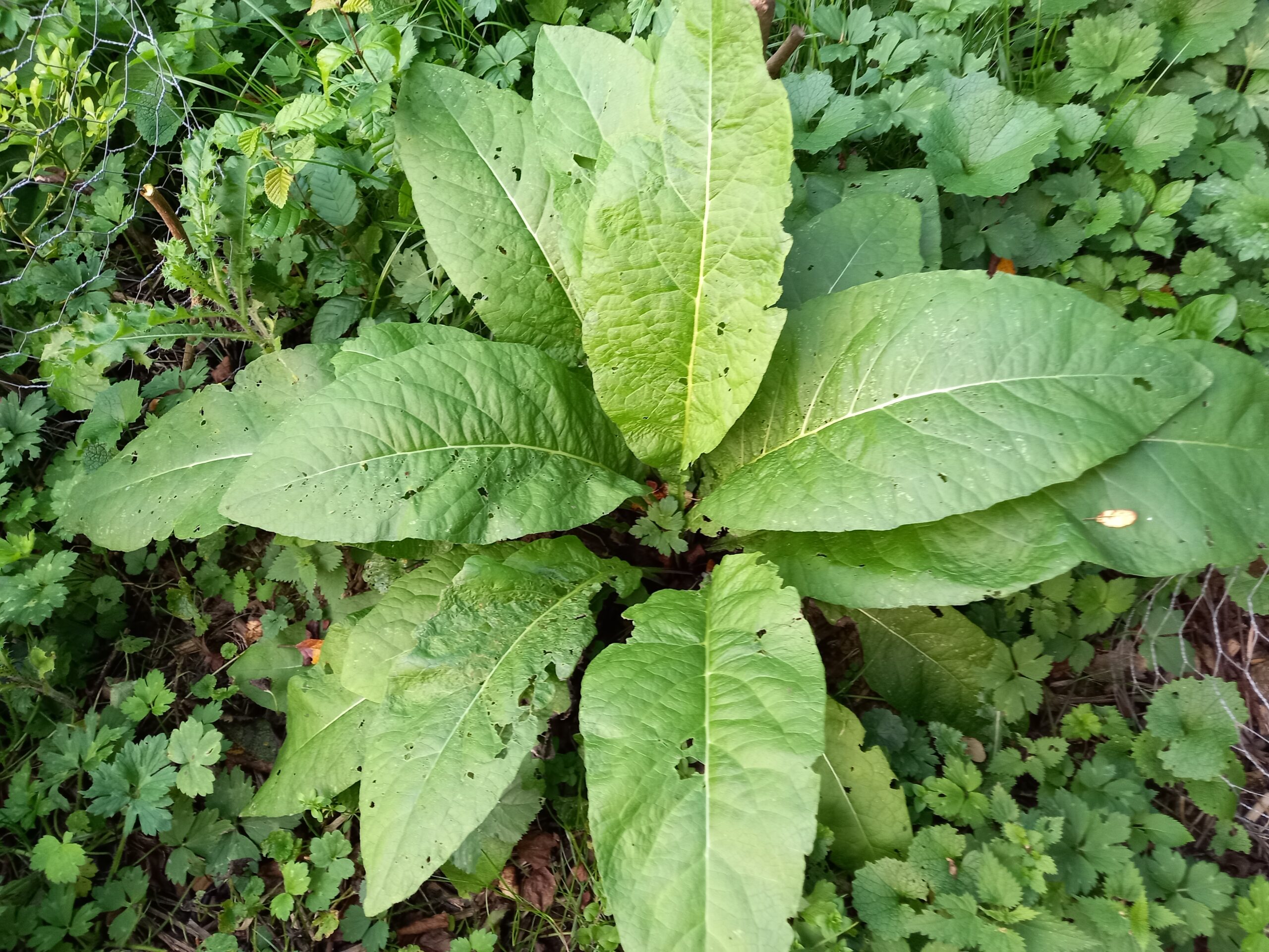 Aunée officinale – (Inula helenium)