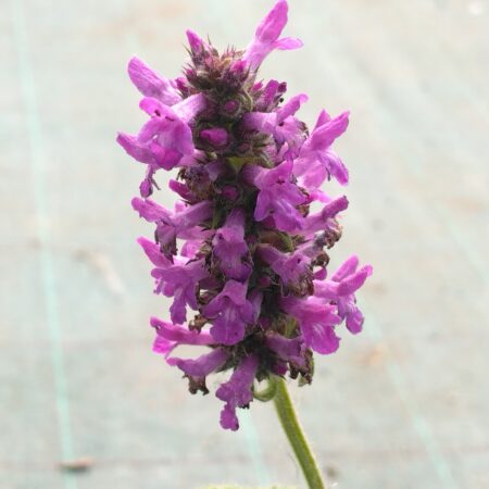 Bétoine, Epiaire officinale - (Stachys officinalis)