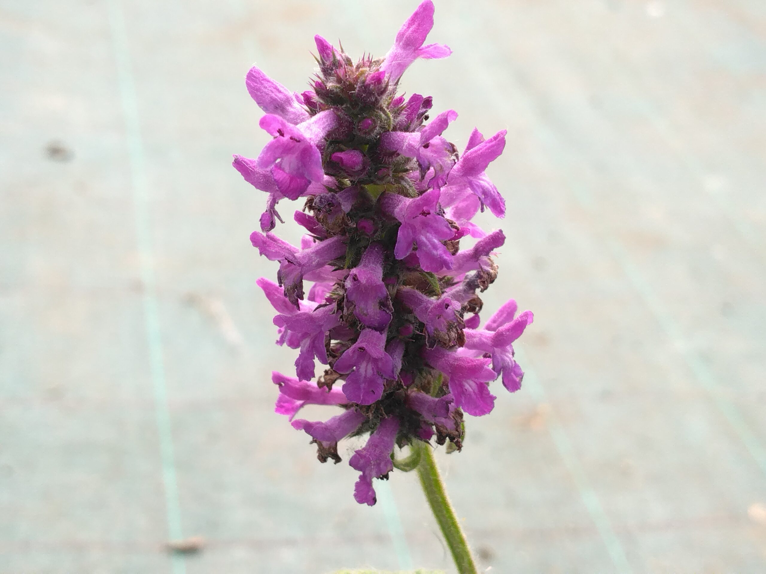 Bétoine, Epiaire officinale - (Stachys officinalis)