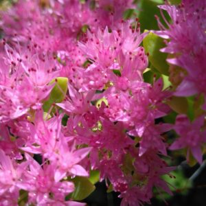 Sedum "Brilliant" - (Hylotelephium spectabile)