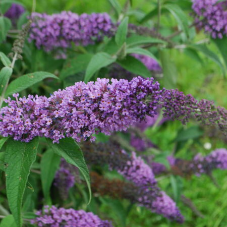 Arbre à papillons - (Buddleja davidii)