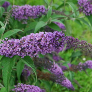 Arbre à papillons - (Buddleja davidii)