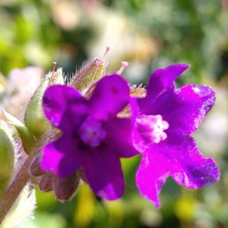 Buglosse officinale - (Anchusa officinalis)