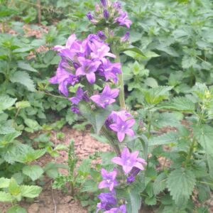 Campanules