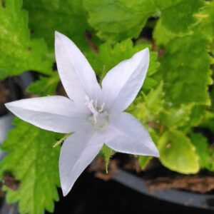 Campanule de Poscharsky "E. H. Frost" - (Campanula poscharskyana)