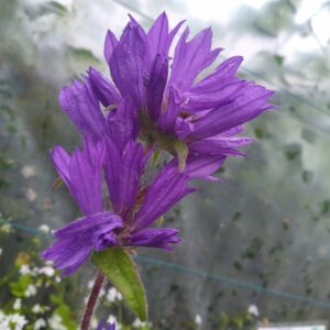 Campanule agglomérée "Superba" - (Campanula glomerata)