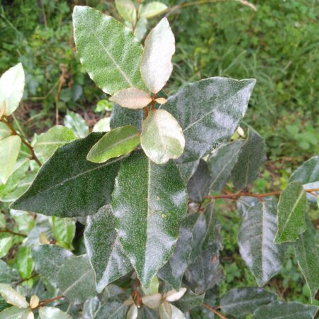 Chalef - (Elaeagnus ×ebbingei)