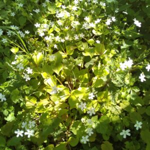 Clayton de Sibérie - (Claytonia siberica)