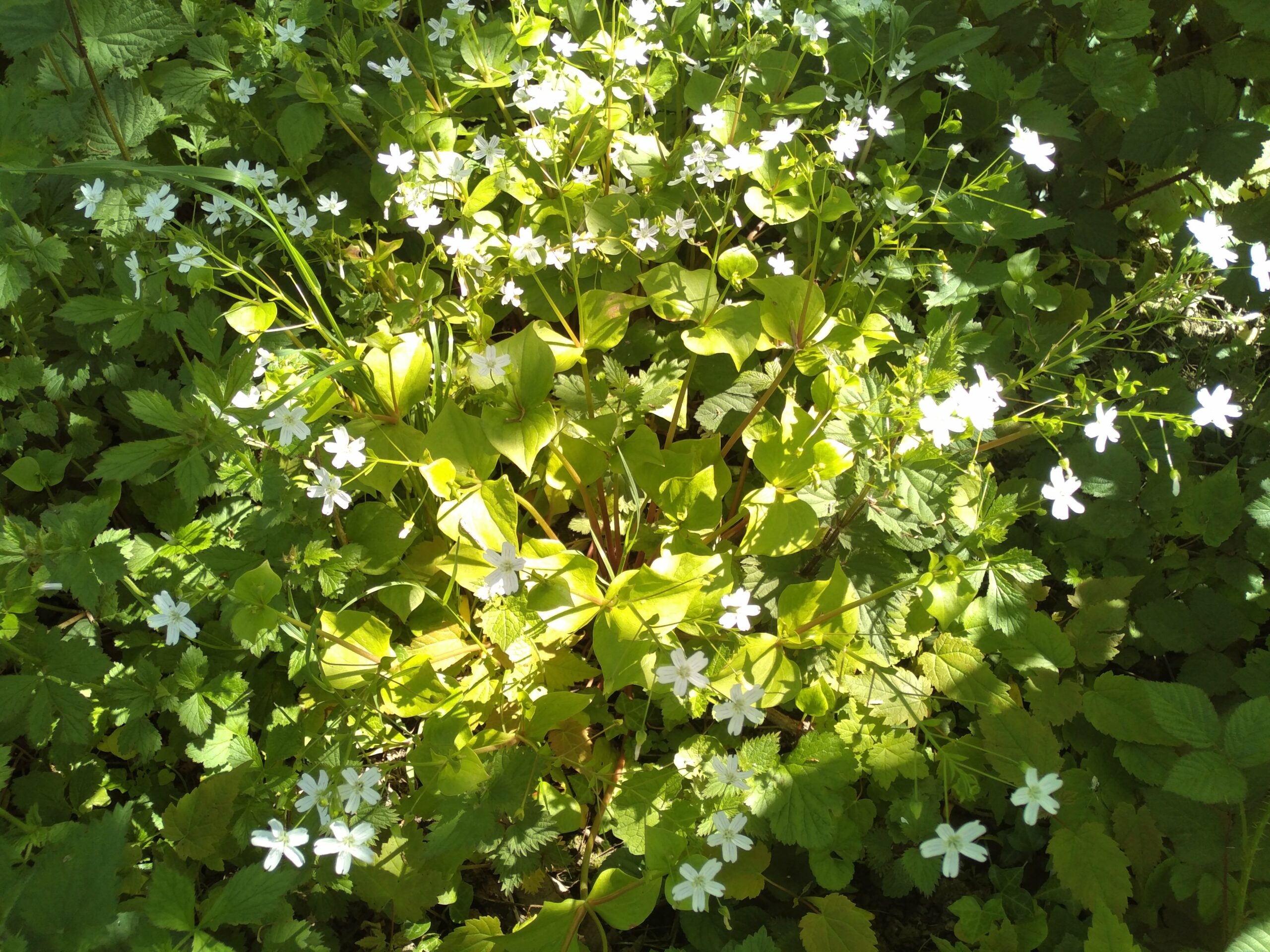 Clayton de Sibérie - (Claytonia siberica)