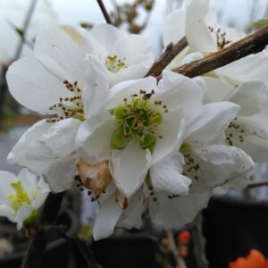 Cognassier du Japon "Nivalis" - (Chaenomeles speciosa)