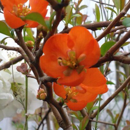 Cognassier du Japon "Orange Trail" - (Chaenomeles x superba)