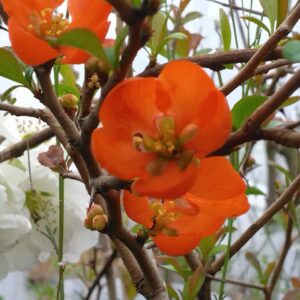 Cognassier du Japon "Orange Trail" - (Chaenomeles x superba)