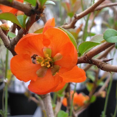 Cognassiers du Japon