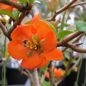 Cognassiers du Japon