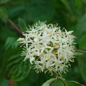 Cornouiller sanguin - (Cornus sanguinea)