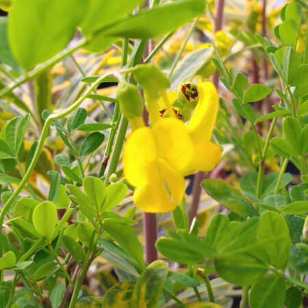 Coronille arbustive - (Coronilla emerus)
