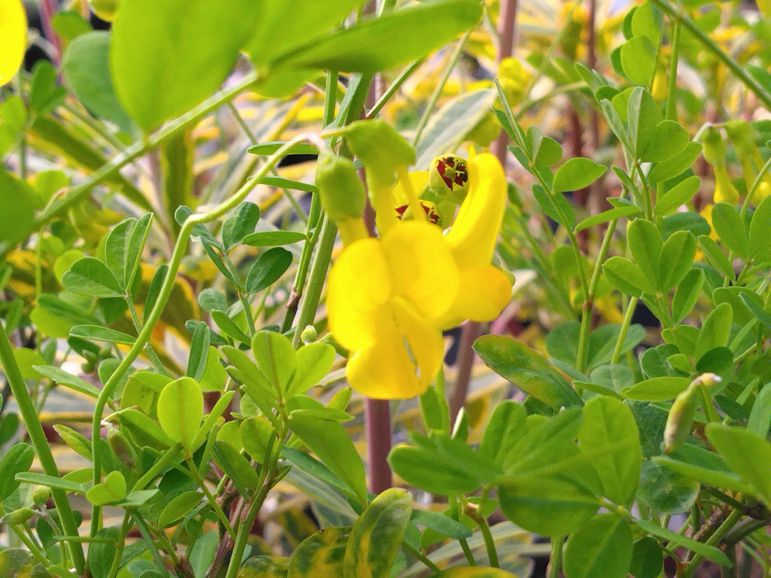 Coronille arbustive - (Coronilla emerus)