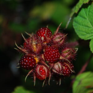 Mûrier du Japon - (Rubus phoenicolasius)