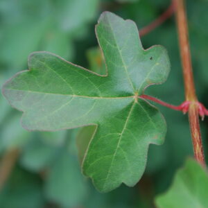 Érable champêtre - (Acer campestre)