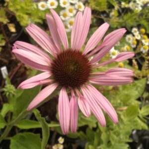 Echinacée pourpre "Magnus" - (Echinacea purpurea)