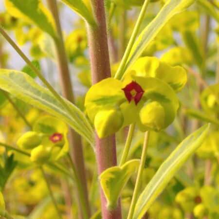 Euphorbe de Martin "Ascot Rainbow" - (Euphorbia x martinii)