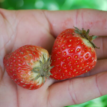 10 Fraisiers - (Fragaria ×ananassa)