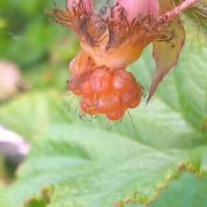 Framboisier rampant de Taiwan "Emerald Carpet" - (Rubus pentalobus)