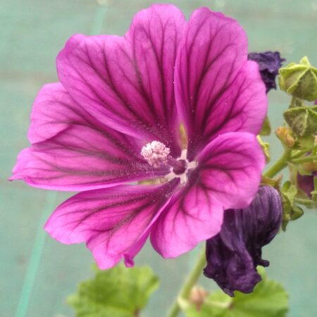 Grande mauve - (Malva sylvestris)