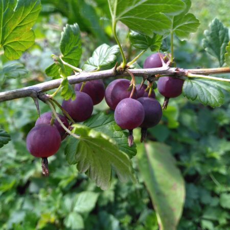 Groseillier à maquereau "Black Velvet" - (Ribes uva-crispa)