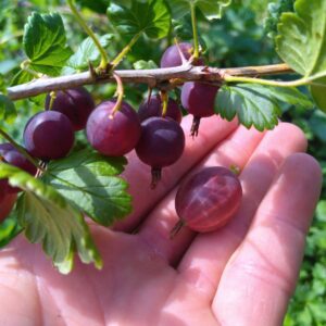 Groseilliers à maquereau