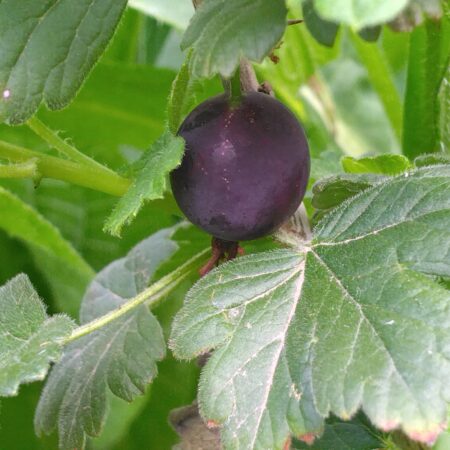 Groseillier à maquereau "Miel noir" - (Ribes uva-crispa)