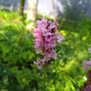 Hysope "à fleurs rose" - (Hyssopus officinalis)