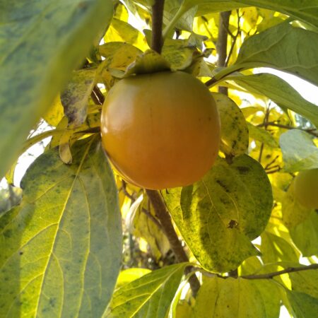 Plaqueminiers (Kaki)