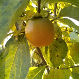 Plaqueminiers (Kaki)