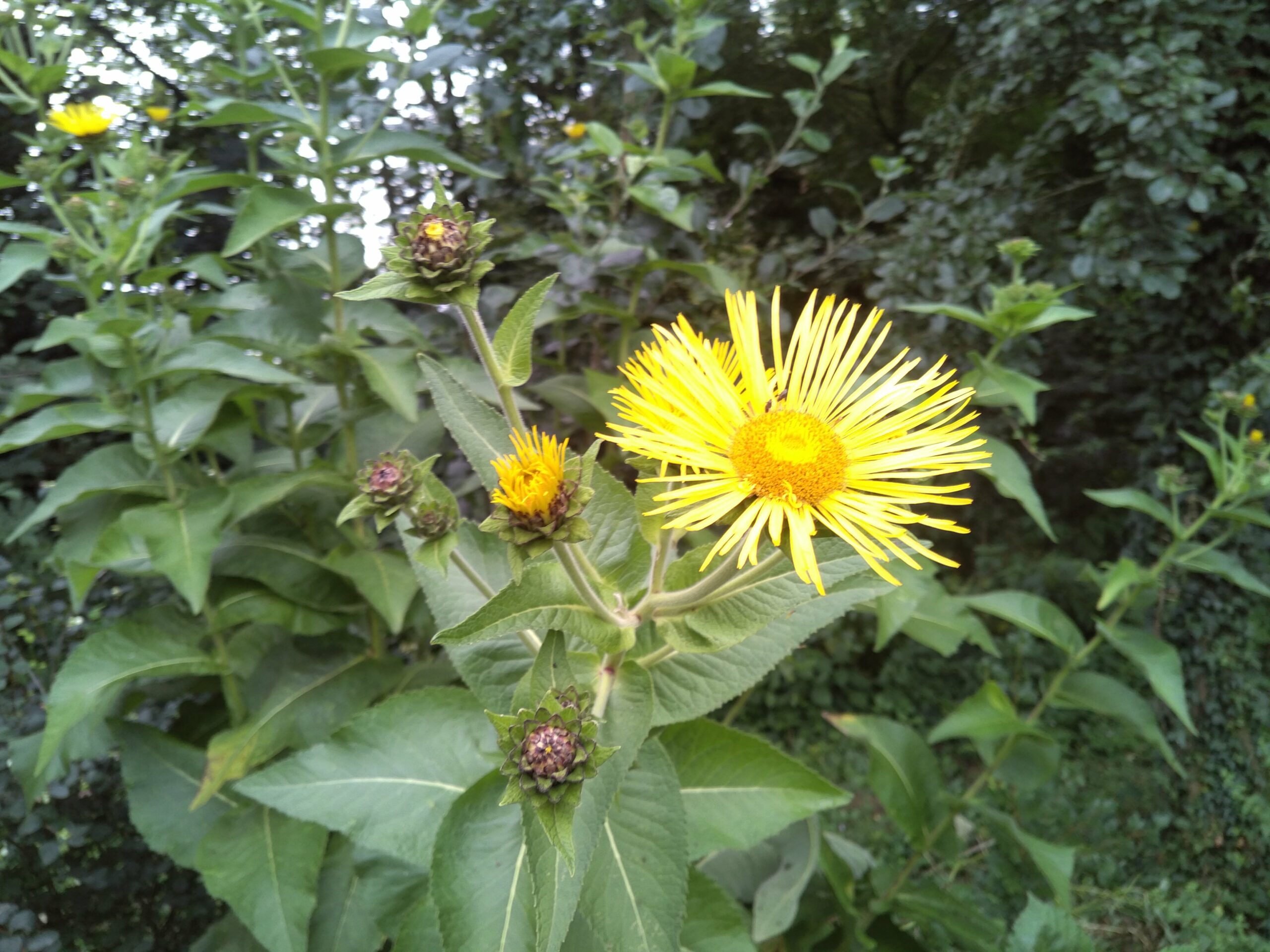 Aunée officinale - (Inula helenium) – Image 4