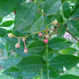 Poivrier du Sichuan - (Zanthoxylum piperitum)