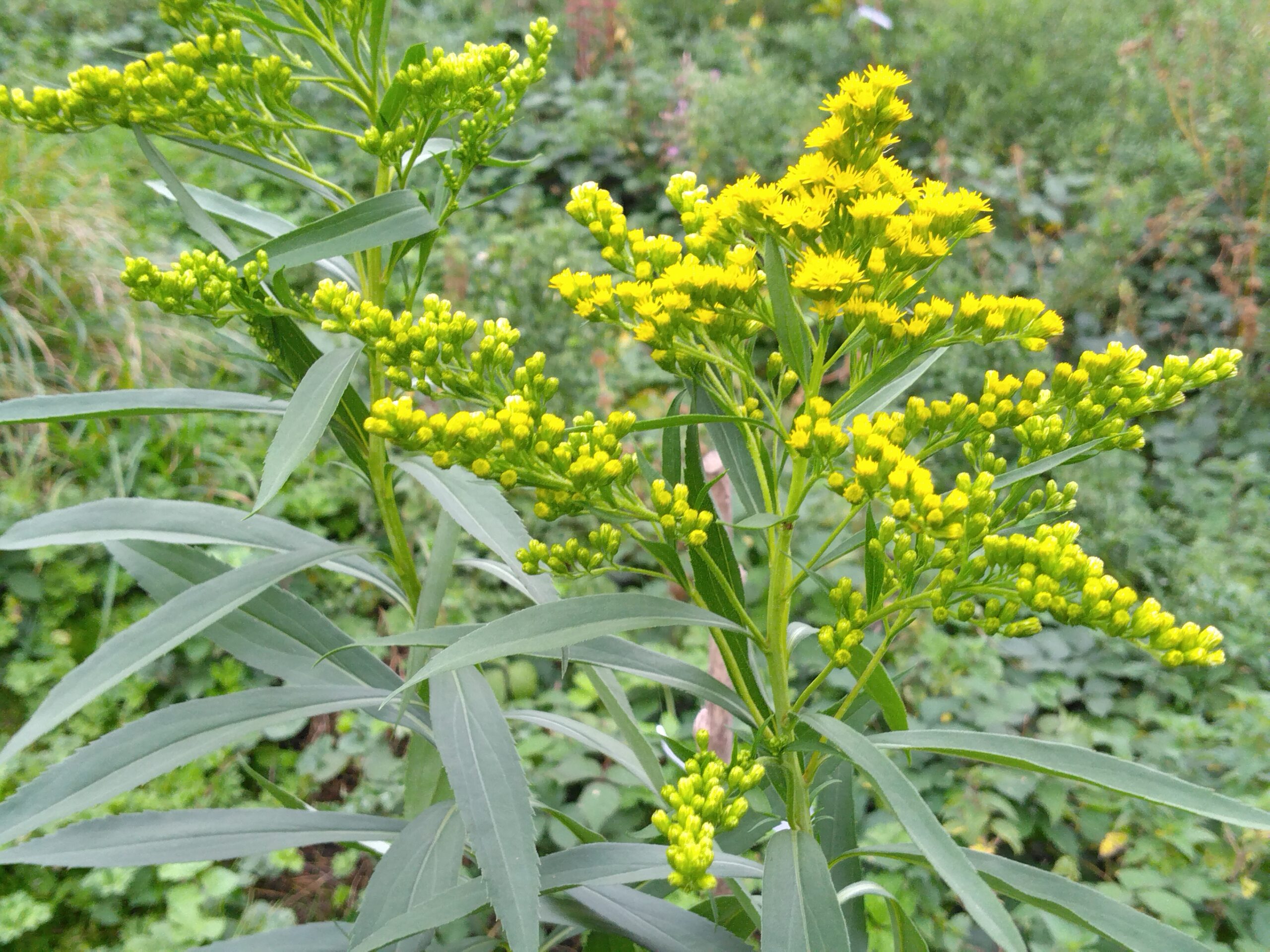 La verge d’or du Canada – (Solidago canadensis)